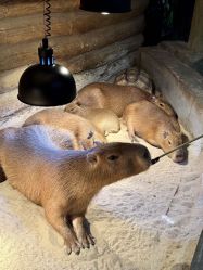 -Zoolung Zoolung动物主题公园(海信广场店)