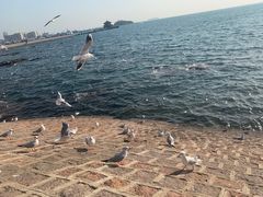 -海帮主·蒸汽海鲜青岛菜(栈桥火车站店)