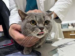 -艾贝尔宠物医院·24H转诊中心·肿瘤猫专科(江宁双龙店)