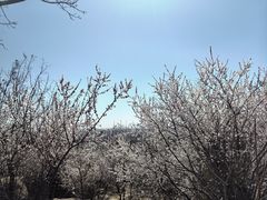 -白水寺森林公园