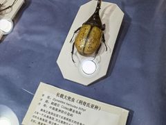 -上海大自然野生昆虫馆(东方明珠·爬宠昆虫探索中心)