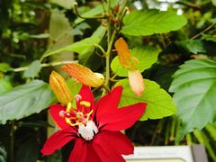 -中国科学院华南植物园