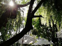 -Fern Forest Cafe