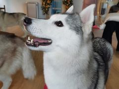桃心-Husky Go! 哈士奇体验馆·宠物咖啡厅狗咖