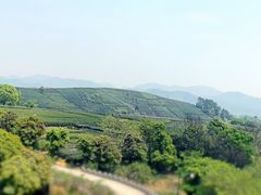 -龙坞茶村