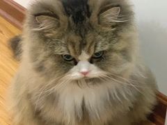 -北京观赏动物医院·24小时大型综合·猫专科·异宠专科