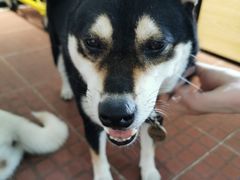 -柴犬高等学院·狗咖·柴犬售卖·宠物训练
