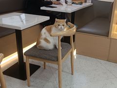 -喵园·猫主题咖啡厅·撸猫·猫咖(国贸店)