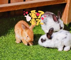 -萌宠亲子动物乐园(槐房万达店)