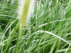 -崇明东平国家森林公园烧烤房车露营地