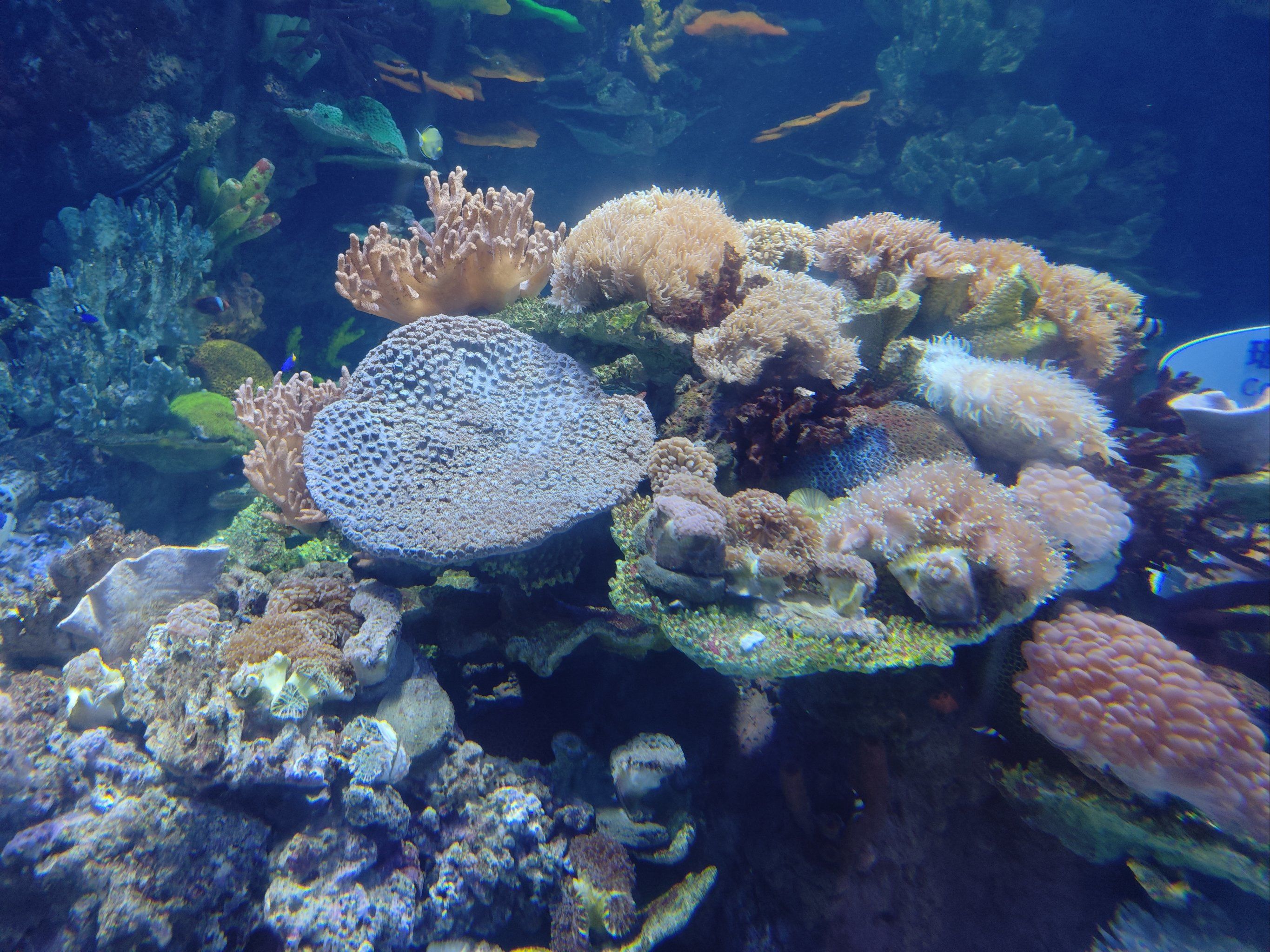 一直想带小朋友去看看海洋动物,搜索看到欢乐海岸海洋梦奇馆,以为是