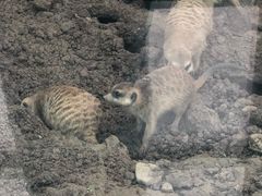 -西安秦岭野生动物园