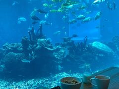 -海棠湾洲际-涛·海底餐厅·美人鱼·自助餐·海底隧道