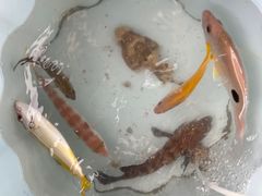 -小猫钓鱼海钓俱乐部(椰梦长廊店)