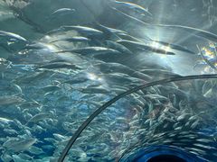 -上海海洋水族馆