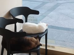 -猫力发电所·宠物专门店