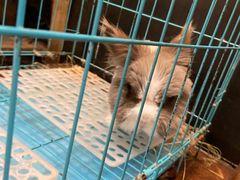 -志龙皇冠吃货椰子铺