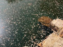 -香雪海