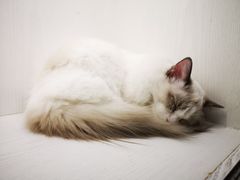 -猫小院猫主题餐厅(三里屯店)