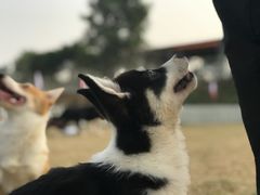 -良成狗狗乐园