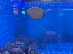 -花西亭·海鲜自助餐厅(瑞城名人酒店)