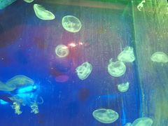-芜湖新华联大白鲸海洋公园