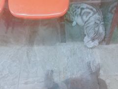 -猫咪博物馆(顶澳仔猫街店)