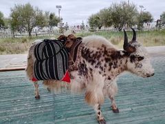 -青海湖国家重点风景名胜区