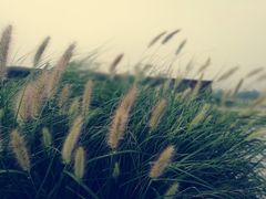 -君乐宝优致牧场