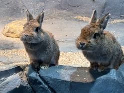 -Zoolung Zoolung动物主题公园(海信广场店)