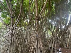 -中国科学院西双版纳热带植物园