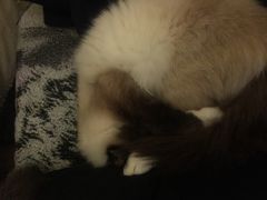 -猫色咖啡·猫咖