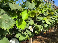 -马陆小张葡萄园农家乐