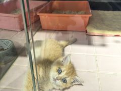 -FAELING PETS美天灵宠物(富力广场店)