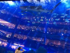 -成都浩海立方海洋公园