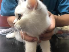 -安安宠医宠物医院·异宠·犬猫内科(岳阳分院)