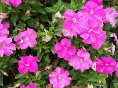 -松山湖梦幻百花洲
