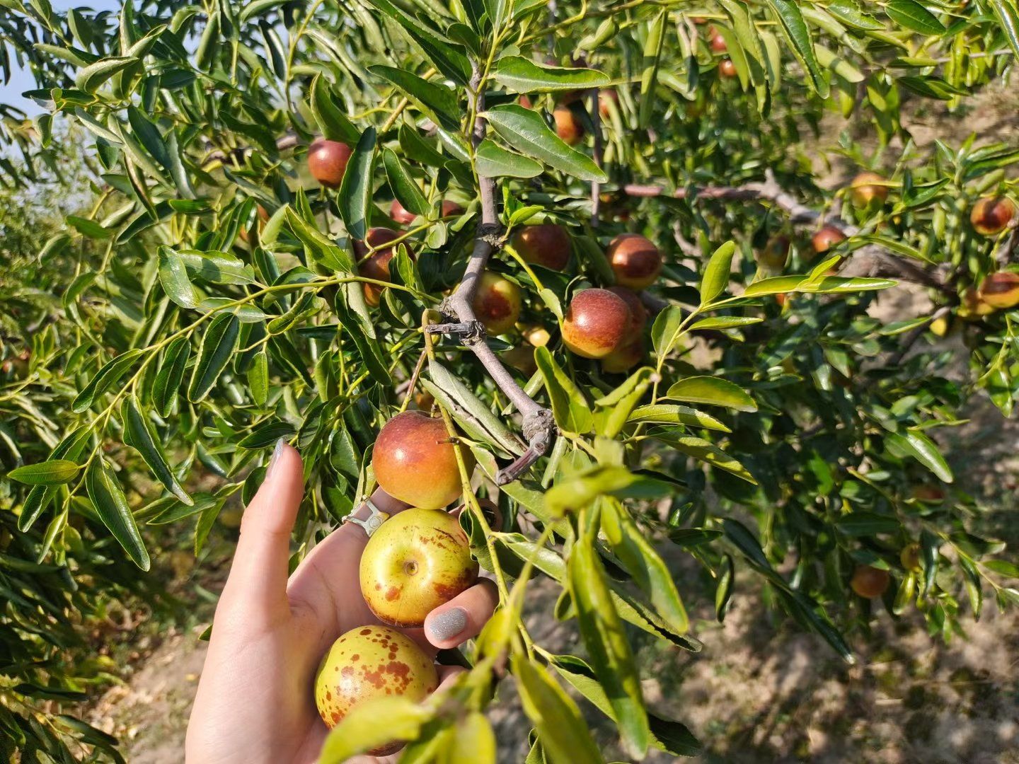 又到冬枣采摘的季节