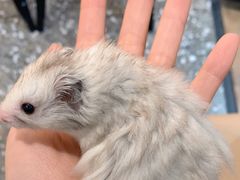 -酷以爬仙阁实体爬宠店·守宫·蜥蜴·专业繁育