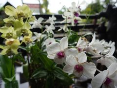 -自然餐厅(Phuket)