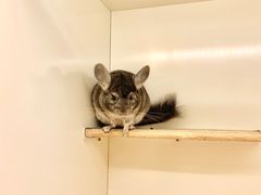 -龙猫仔乐园(惠福东路店)