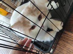 -志龙皇冠吃货椰子铺