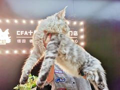 -十年猫舍·猫咪专门店(普陀店)