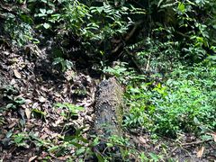 -西双版纳原始森林公园