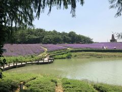 -大塘金香草谷