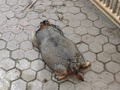 -上海野生动物园