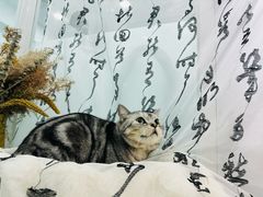 -爱洗澡的猫(望京店)