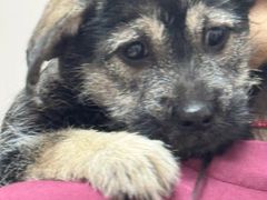 -瑞派康怡24h宠物医院·犬猫医疗中心·微创绝育(瑞景分院)