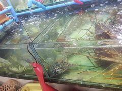 -班赞海鲜市场