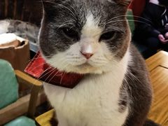 -猫色咖啡·猫咖